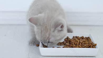 Cats eating pet food