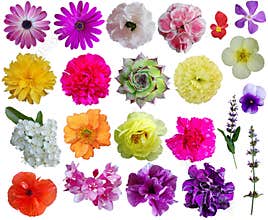 Flower collection 1