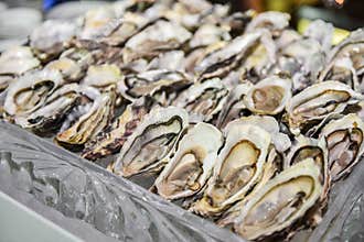 Oysters on a silver tray close up