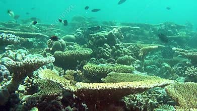 Amazing underwater life of marine life in sea of Maldives.