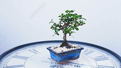 A green bonsai tree rotates on the dial of a large clock. An idea for a theme about time and nature