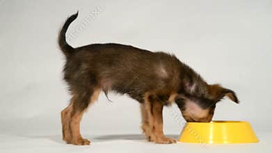 Puppy toy terrier eats from a bowl.