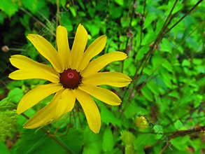 bright yellow daisy