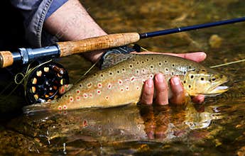 Trout