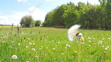Dandelion being blown in slow motion.