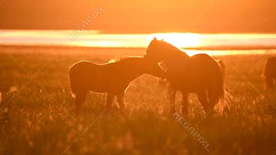 Wild mustangs graze at sunset