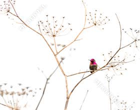 Hummingbird on a Dry Plant