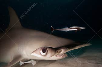 Great hammerhead shark.