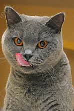 Cat licking lips