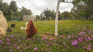 Feeding the chickens and the poultry birds at a chicken coop.