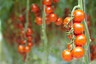 Tomatoes on the vine