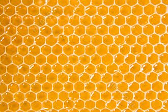 Honeycomb