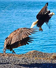 Eagles in flight