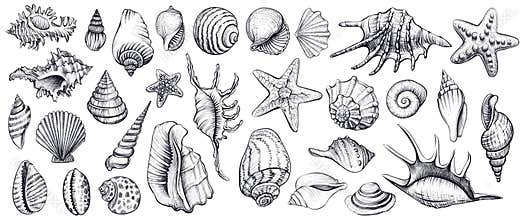Seashells vector set. Hand drawn illustrations.