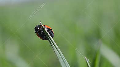 Ladybug on blade of grass