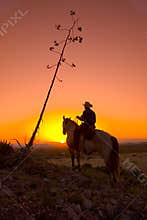 Silhouetted Cowboy