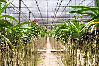 Orchid tree in cultivate farm in tropical country, selective focus shallow depth of field