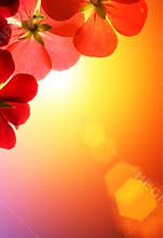 Red flowers over sunshine