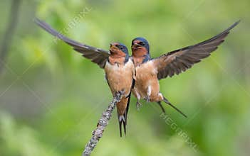 Barn Swallows
