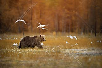Brown bear crossing the swamp