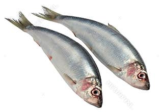 Herring