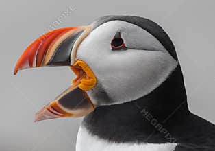 Atlantic Puffin - Machias Seal Island