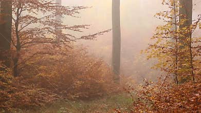 Golden foggy trees in autumn forest