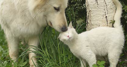 White cat and white dog playing at green grass.