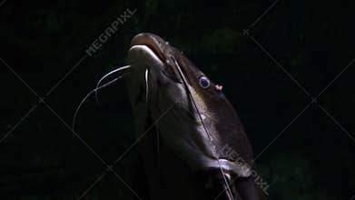 Catfish swims in circles in the aquarium