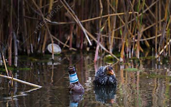 Earth Calling. Duckling in a river full of rubbish. Beer bottle and aluminum can.