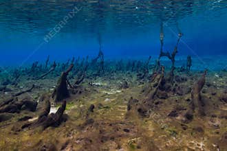 Algae Mats in the Spring