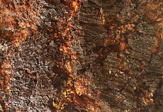 Monkey puzzles tree skin texture