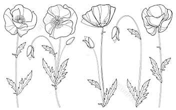 Vector set with outline Poppy flower, bud and leaves in black isolated on white background. Floral elements in contour style.