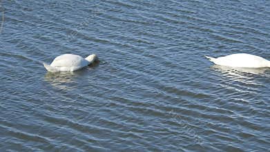 Mute Swans