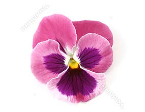 Design Elements: Pink Pansy