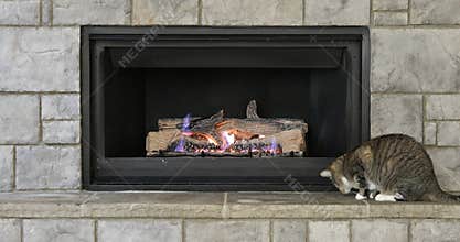 Family cat playing near fireplace