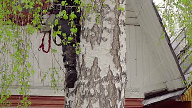 Arborist rises to the birch