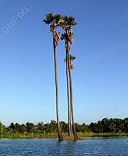 Climate warming effect