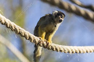 A Black-capped squirrel monkey