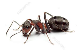 Big Forest Ant