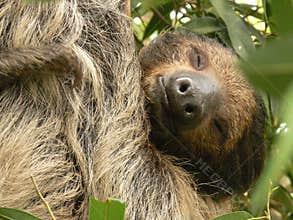 Sweet dreams of a sleeping sloth