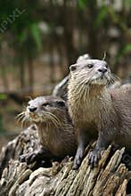 Otters
