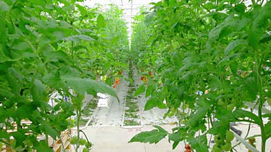 Rows of tomato hydroponic plants