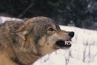Agitated Gray Wolf