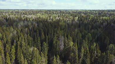Aerial survey of forest. Top view