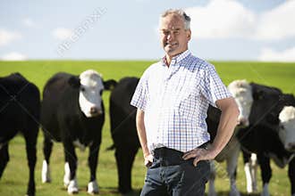 Farm Worker With Herd Of Cows