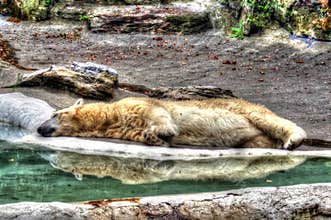 Polar bear Tundra suffering from heat