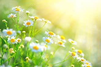 Chamomile field flowers border. Beautiful nature scene