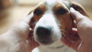 Male stroking and scratching behind the ear of the dog.