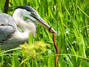 Great Blue Heron Ardea herodias